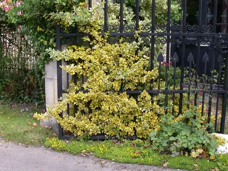 Euonymus jap. 'Aureomarginatus' - 20-30 CM C1.5 - image 5