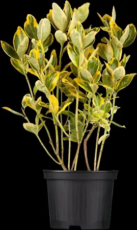 Euonymus jap. 'Aureomarginatus' - 5 Ltr pot - image 1