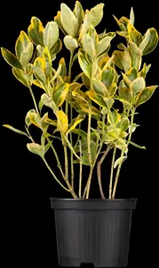 Euonymus jap. 'Aureomarginatus' - 5 Ltr pot - image 5