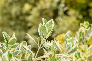 EUONYMUS jap BRAVO 1/4 STANDARD 9L - image 5
