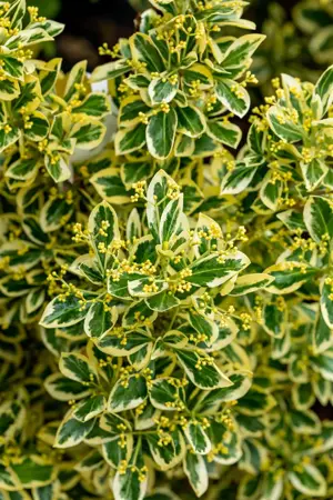 Euonymus jap. 'Bravo' - 50-60 CM C10 - image 2