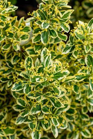 Euonymus jap. 'Bravo' - 80-100 CM C20 - image 1