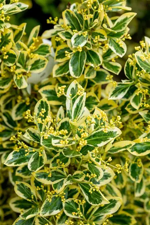 Euonymus jap. 'Bravo' - 3 Ltr pot - image 3