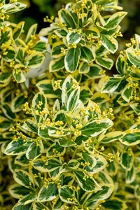 Euonymus jap. 'Bravo' - 3 Ltr pot - image 3