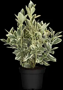 Euonymus jap. 'Bravo'