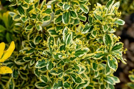 Euonymus jap. 'Bravo' - 50-60 CM C10 - image 3