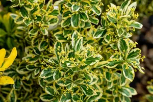 Euonymus jap. 'Bravo' - 50-60 CM C10 - image 3