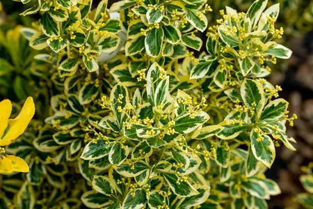 Euonymus jap. 'Bravo' - 3 Ltr pot - image 2