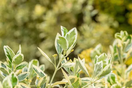 Euonymus jap. 'Bravo' - 3 Ltr pot - image 4