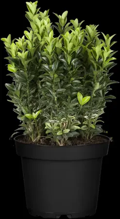 Euonymus jap. 'Francine' - 2 Ltr pot