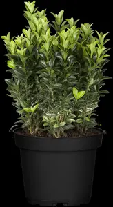 Euonymus jap. 'Francine' - 1.5 Ltr pot