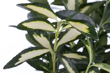 Euonymus jap. 'Gold Queen'? - P9