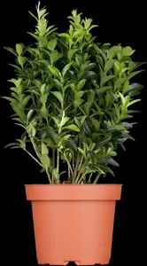 Euonymus jap. 'Green Milennium'