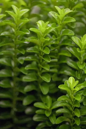 Euonymus jap. 'Green Rocket' - P13 - image 2