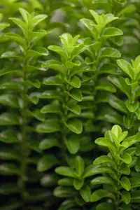 Euonymus jap. 'Green Rocket' - P13 - image 2