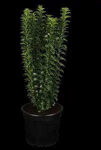 Euonymus jap. 'Green Rocket' - 3 Ltr pot - image 2