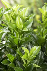 Euonymus jap. 'Green Spire' - 25-30 CM C2 - image 2