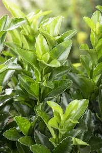 Euonymus jap. 'Green Spire' - 30-40 CM C2.5 - image 2