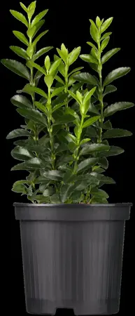 Euonymus jap. 'Green Spire' - P13 - image 1