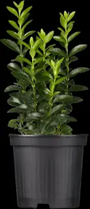 Euonymus jap. 'Green Spire' - 40-45 CM BALL D12 - image 1