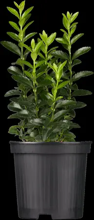 Euonymus jap. 'Green Spire' - 20 BALL CM C2 - image 1