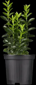 Euonymus jap. 'Green Spire' - 30-40 CM C2.5 - image 1
