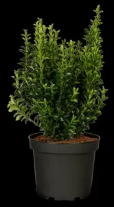 Euonymus jap. 'Green Spire' - 40-45 CM BALL D12 - image 3