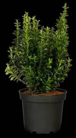 Euonymus jap. 'Green Spire' - 50-60 CM C7.5 - image 3