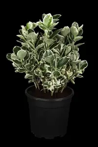 Euonymus jap. 'Kathy'