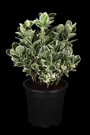 Euonymus jap. 'Kathy' - 25-30 CM C3 - image 1