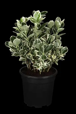 Euonymus jap. 'Kathy' - 10 Ltr pot - image 1