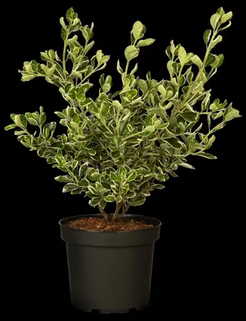 Euonymus jap. 'Kathy' - 25-30 CM C3 - image 5