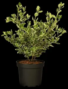 Euonymus jap. 'Kathy' - 25-30 CM C3 - image 5