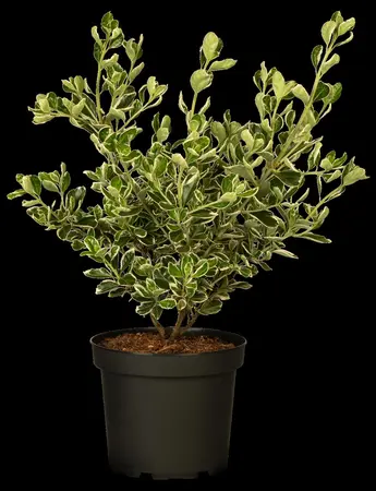 Euonymus jap. 'Kathy' - 10 Ltr pot - image 5