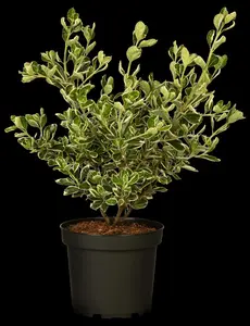 Euonymus jap. 'Kathy' - 10 Ltr pot - image 5