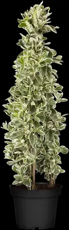 Euonymus jap. 'Kathy' - 25-30 CM C3 - image 4