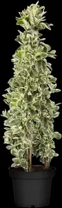 Euonymus jap. 'Kathy' - 25-30 CM C3 - image 4