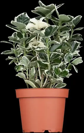 Euonymus jap. 'Kathy' - P9 - image 2