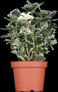 Euonymus jap. 'Kathy' - 10 Ltr pot - image 2