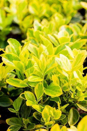 Euonymus jap. 'Marieke' - 25-30 CM C3 - image 3