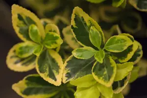 Euonymus jap. 'Marieke'