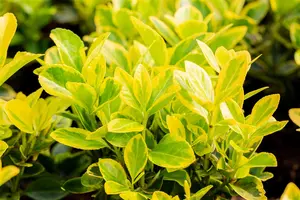 Euonymus jap. 'Marieke' - 25-30 CM C3 - image 2