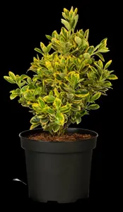 Euonymus jap. 'Marieke' - 10 Ltr pot - image 2