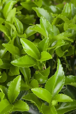 Euonymus jap. 'Microphyllus' - 2 Ltr pot - image 2