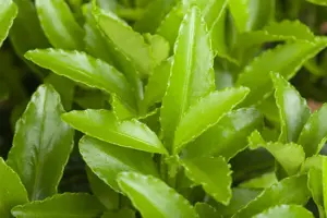 Euonymus jap. 'Microphyllus' - P13 - image 3