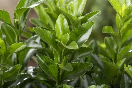 Euonymus jap. 'Microphyllus' - P13 - image 4