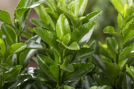 Euonymus jap. 'Microphyllus' - LINERS 28 CEL TRAY P8 SIZE - image 4