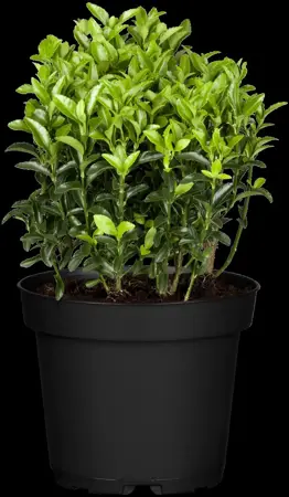 Euonymus jap. 'Microphyllus' - P13 - image 1
