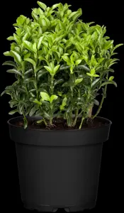Euonymus jap. 'Microphyllus' - P13 - image 5