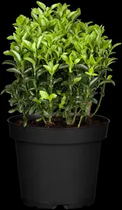 Euonymus jap. 'Microphyllus'